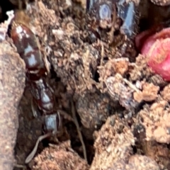 Amblyopone sp. (genus) at Mount Ainslie to Black Mountain - 7 Jun 2024