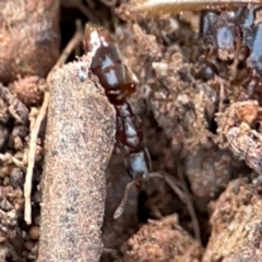 Amblyopone sp. (genus) at Mount Ainslie to Black Mountain - 7 Jun 2024