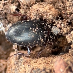 Carabidae sp. (family) (A ground beetle) at Campbell, ACT - 7 Jun 2024 by Hejor1