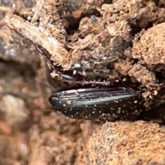 Carabidae sp. (family) at Mount Ainslie to Black Mountain - 7 Jun 2024