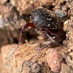 Carabidae sp. (family) at Mount Ainslie to Black Mountain - 7 Jun 2024