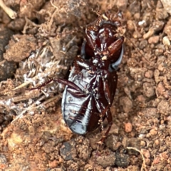 Carabidae sp. (family) at Mount Ainslie to Black Mountain - 7 Jun 2024