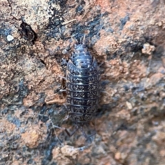 Armadillidium vulgare (Slater bug, woodlouse, pill bug, roley poley) at Mount Ainslie to Black Mountain - 7 Jun 2024 by Hejor1