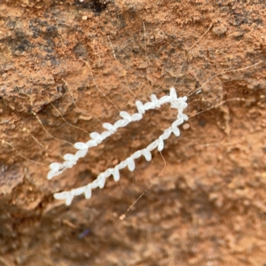 Nymphes myrmeleonoides at Mount Ainslie to Black Mountain - 7 Jun 2024 12:13 PM