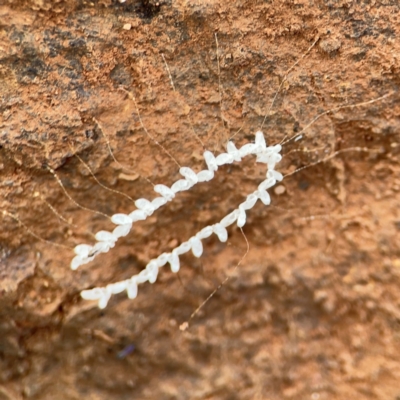 Nymphes myrmeleonoides (Blue eyes lacewing) at Mount Ainslie to Black Mountain - 7 Jun 2024 by Hejor1