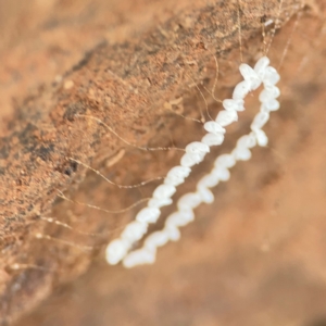 Nymphes myrmeleonoides at Mount Ainslie to Black Mountain - 7 Jun 2024 12:13 PM