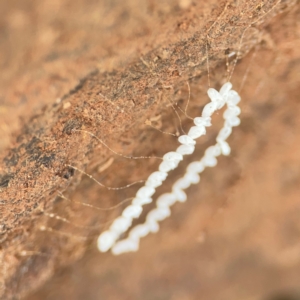 Nymphes myrmeleonoides at Mount Ainslie to Black Mountain - 7 Jun 2024