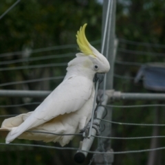 Cacatua galerita (Sulphur-crested Cockatoo) at Higgins, ACT - 20 Apr 2008 by AlisonMilton