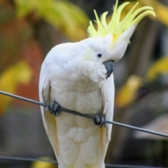 Cacatua galerita at Higgins, ACT - 20 Apr 2008