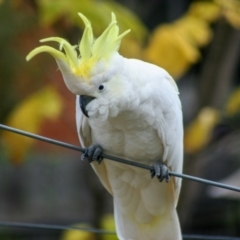 Cacatua galerita at Higgins, ACT - 20 Apr 2008 11:38 AM