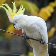 Cacatua galerita at Higgins, ACT - 20 Apr 2008