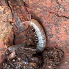 Dalodesmidae (family) at Mount Ainslie to Black Mountain - 7 Jun 2024 by Hejor1