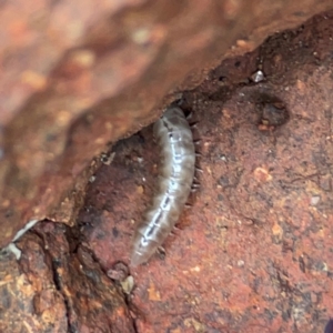 Diplopoda (class) at Mount Ainslie to Black Mountain - 7 Jun 2024