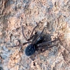 Badumna insignis (Black House Spider) at Campbell, ACT - 7 Jun 2024 by Hejor1