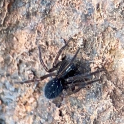 Badumna insignis (Black House Spider) at Campbell, ACT - 7 Jun 2024 by Hejor1