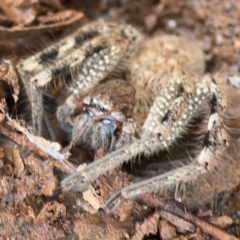 Neosparassus calligaster at Campbell, ACT - 7 Jun 2024 by Hejor1