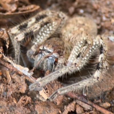 Neosparassus calligaster (Beautiful Badge Huntsman) at Campbell, ACT - 7 Jun 2024 by Hejor1