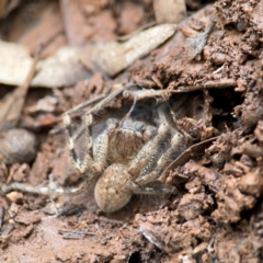 Neosparassus calligaster at Mount Ainslie to Black Mountain - 7 Jun 2024 12:14 PM