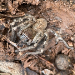 Neosparassus calligaster at Mount Ainslie to Black Mountain - 7 Jun 2024 12:14 PM