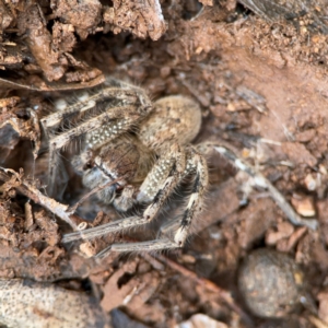 Neosparassus calligaster at Mount Ainslie to Black Mountain - 7 Jun 2024 12:14 PM