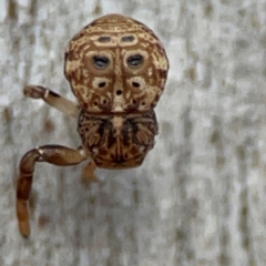 Cymbacha ocellata (Crab spider) at Campbell, ACT - 7 Jun 2024 by Hejor1
