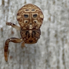 Cymbacha ocellata (Crab spider) at Mount Ainslie to Black Mountain - 7 Jun 2024 by Hejor1