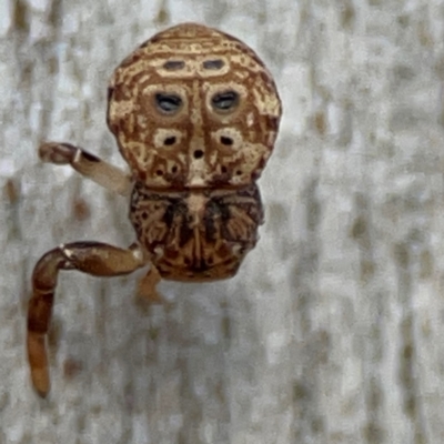 Cymbacha ocellata (Crab spider) at Mount Ainslie to Black Mountain - 7 Jun 2024 by Hejor1