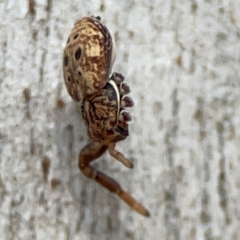 Cymbacha ocellata at Mount Pleasant - 7 Jun 2024 11:16 AM