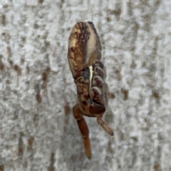 Cymbacha ocellata at Mount Pleasant - 7 Jun 2024 11:16 AM