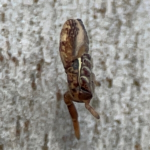 Cymbacha ocellata at Mount Pleasant - 7 Jun 2024