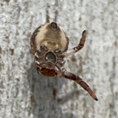 Cymbacha ocellata at Mount Pleasant - 7 Jun 2024