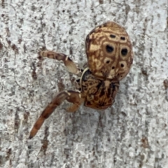 Cymbacha ocellata at Mount Pleasant - 7 Jun 2024