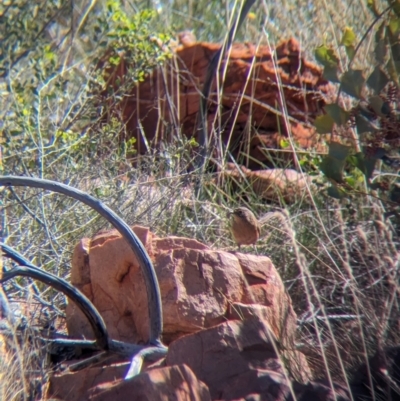 Amytornis purnelli (Dusky Grasswren) at Chilla Well, NT - 15 May 2024 by Darcy