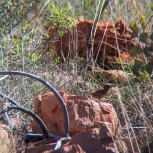 Amytornis purnelli at Chilla Well, NT - suppressed