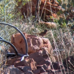 Amytornis purnelli at Chilla Well, NT - suppressed