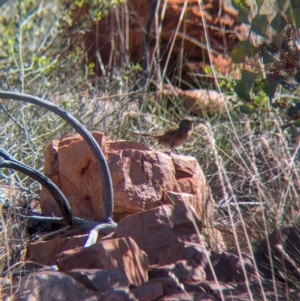 Amytornis purnelli at Chilla Well, NT - suppressed