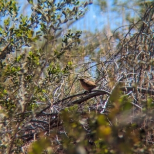 Amytornis purnelli at Chilla Well, NT - suppressed