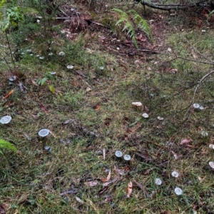 Cortinarius rotundisporus at Broulee Moruya Nature Observation Area - 7 Jun 2024