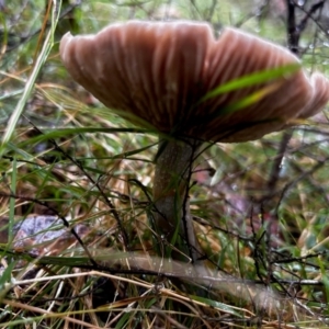 Cortinarius rotundisporus at Broulee Moruya Nature Observation Area - 7 Jun 2024