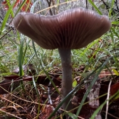 Cortinarius rotundisporus at Broulee Moruya Nature Observation Area - 7 Jun 2024