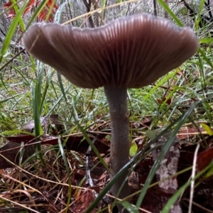 Cortinarius rotundisporus at Broulee Moruya Nature Observation Area - 7 Jun 2024