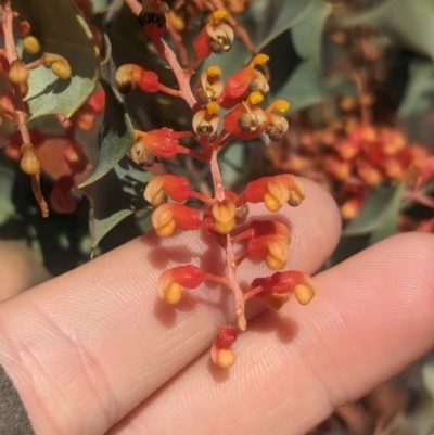 Grevillea wickhamii (Holly-leaved Grevillea, Wickham's Grevillea) at Newhaven Wildlife Sanctuary - 15 May 2024 by Darcy