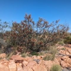 Grevillea wickhamii at Chilla Well, NT - suppressed