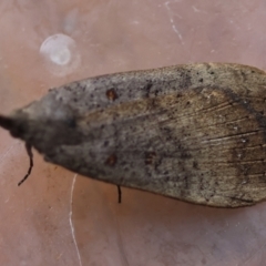 Unidentified Moth (Lepidoptera) at Broulee Moruya Nature Observation Area - 7 Jun 2024 by LisaH