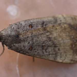 Rhapsa suscitatalis at Broulee Moruya Nature Observation Area - 7 Jun 2024