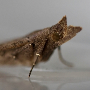 Rhapsa suscitatalis at Broulee Moruya Nature Observation Area - 7 Jun 2024