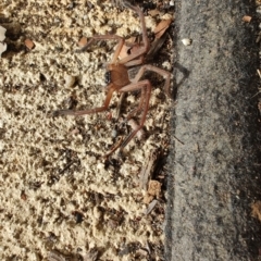 Delena cancerides (Social huntsman spider) at Surf Beach, NSW - 1 Jun 2024 by LyndalT