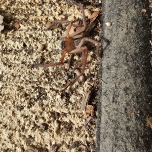 Delena cancerides at Surf Beach, NSW - 2 Jun 2024 09:47 AM