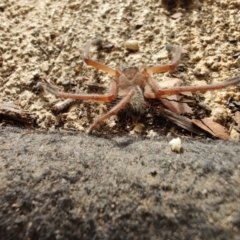 Delena cancerides at Surf Beach, NSW - 2 Jun 2024 09:47 AM