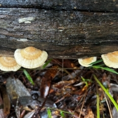 Unidentified Shelf-like to hoof-like & usually on wood at Broulee Moruya Nature Observation Area - 7 Jun 2024 by LisaH